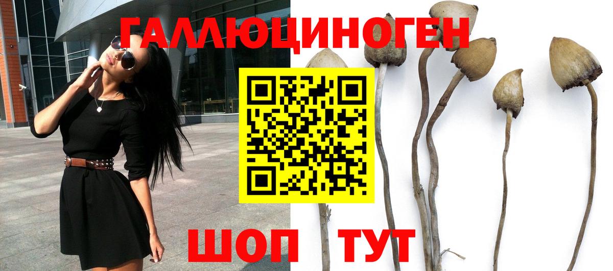 Псилоцибиновые грибы Psilocybe Отрадное