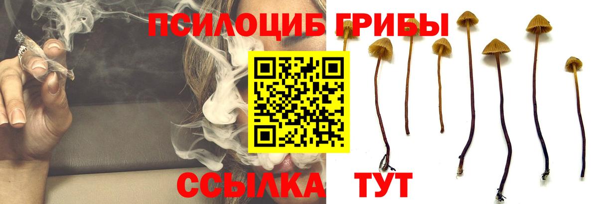 продажа наркотиков  Вход с VPN  Отрадное  Галлюциногенные грибы Psilocybine cubensis 